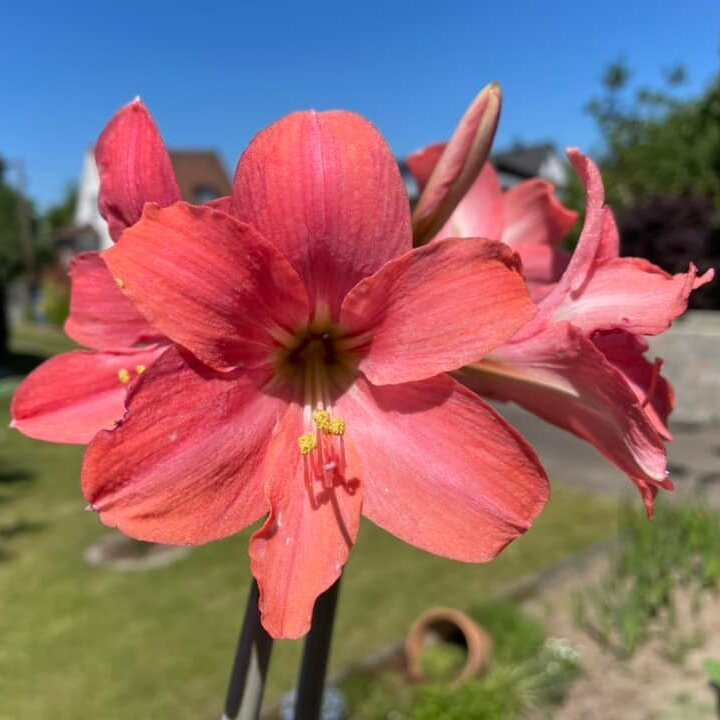 Amaryllis Pink Garden
