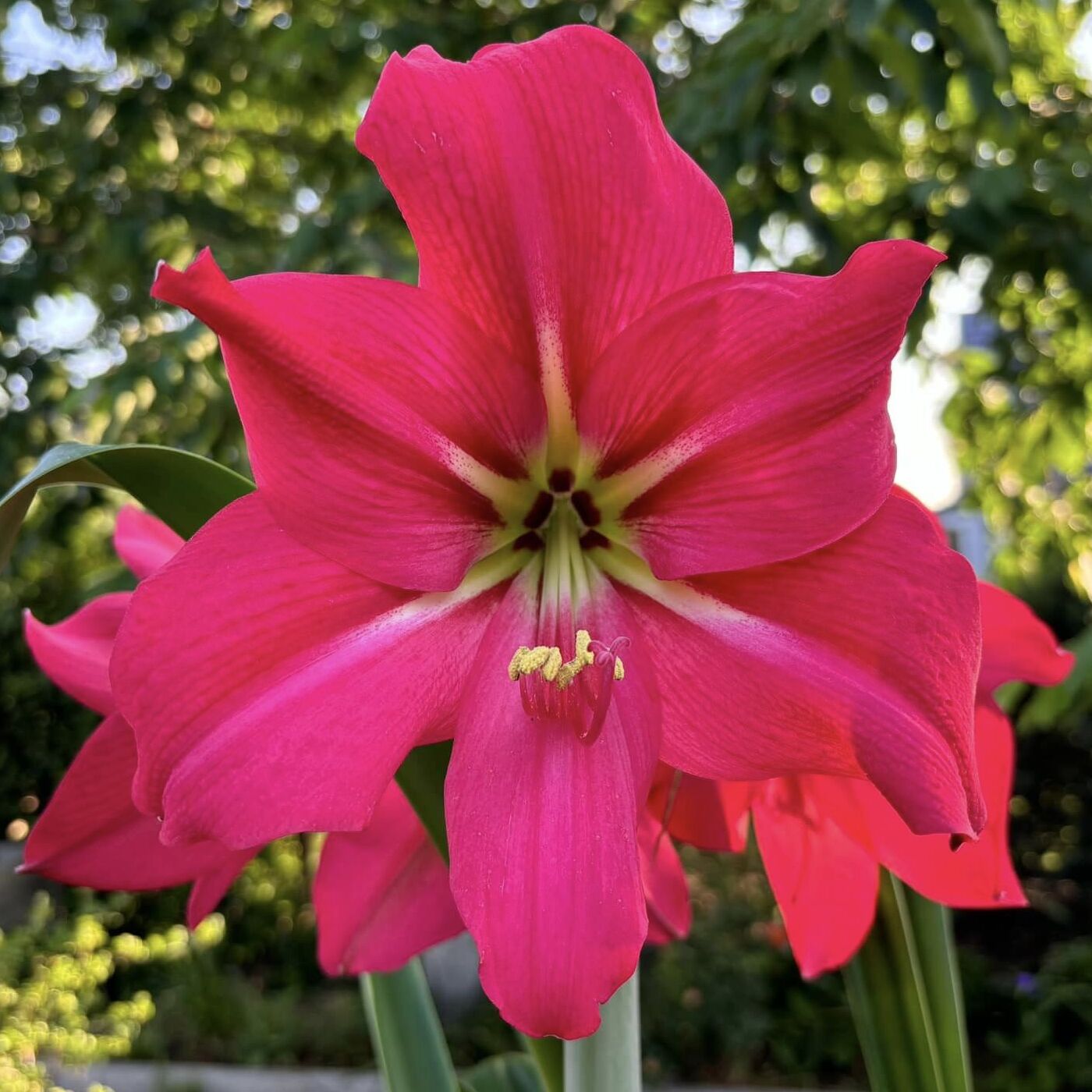 Amaryllis Pink Flush