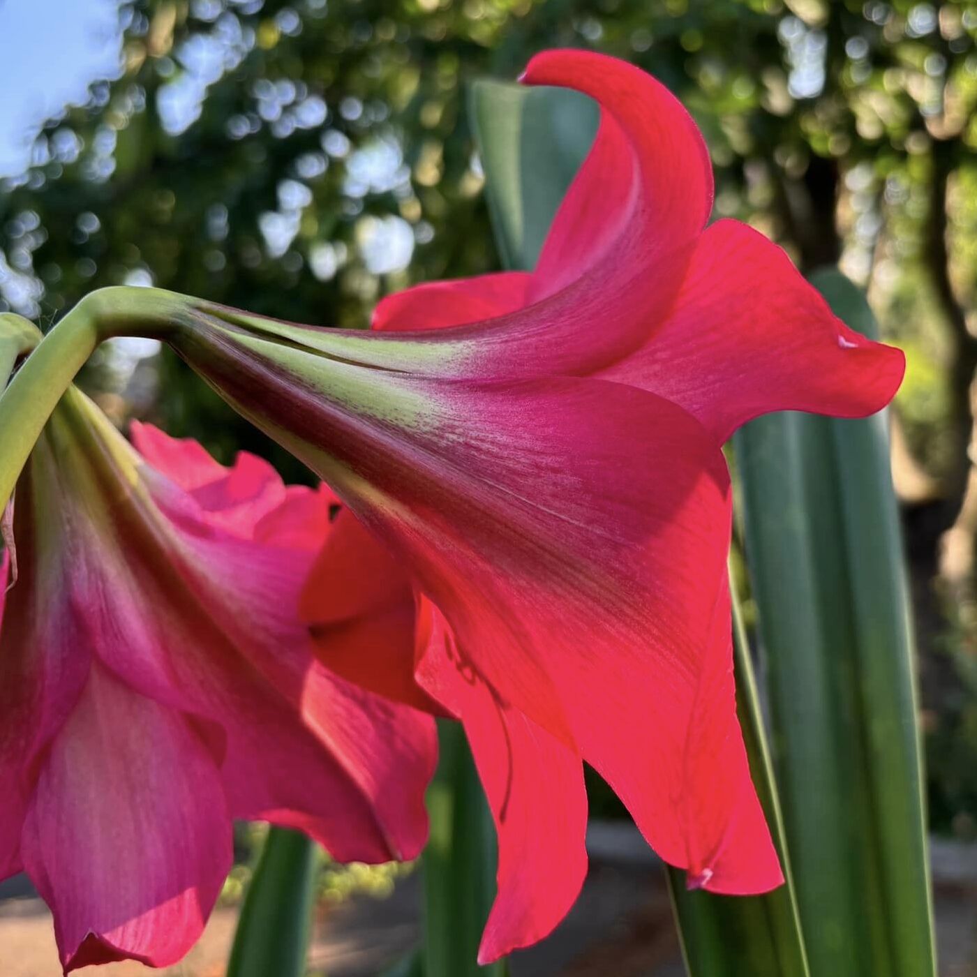 Amaryllis Pink Flush