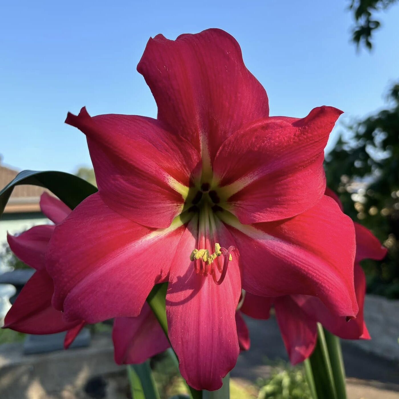 Amaryllis Pink Flush
