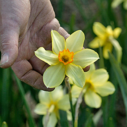 Barri Conspicuus