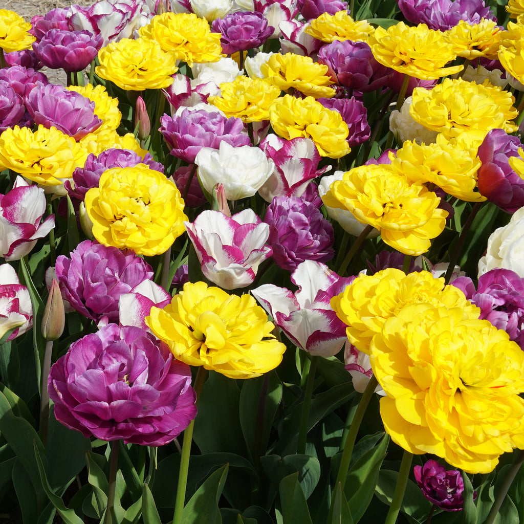 Bouquet Beaucoup®