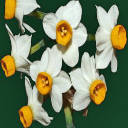 canaliculatis