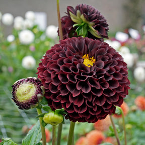 Dahlia Black Pierre