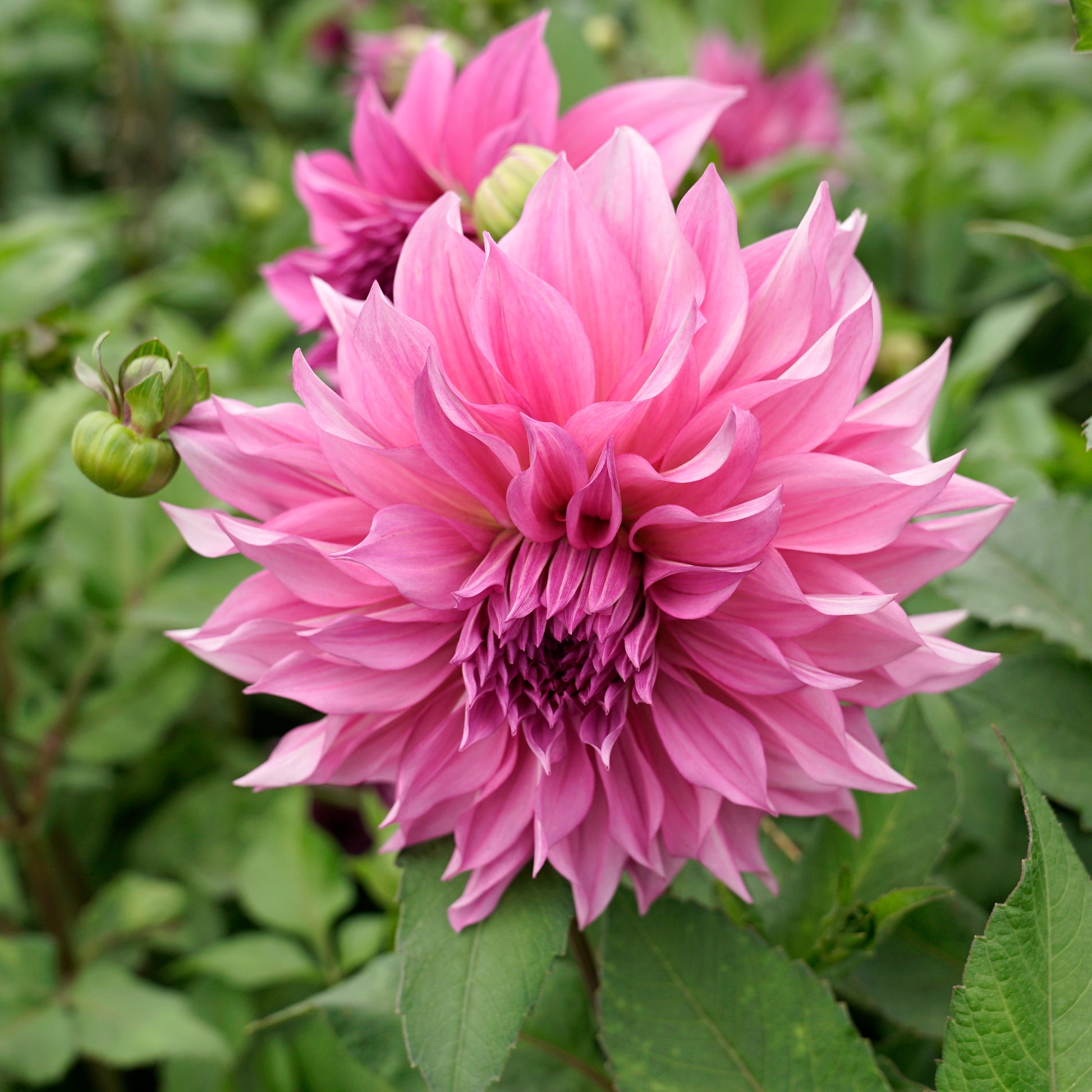 Dahlia Café au Lait Rose
