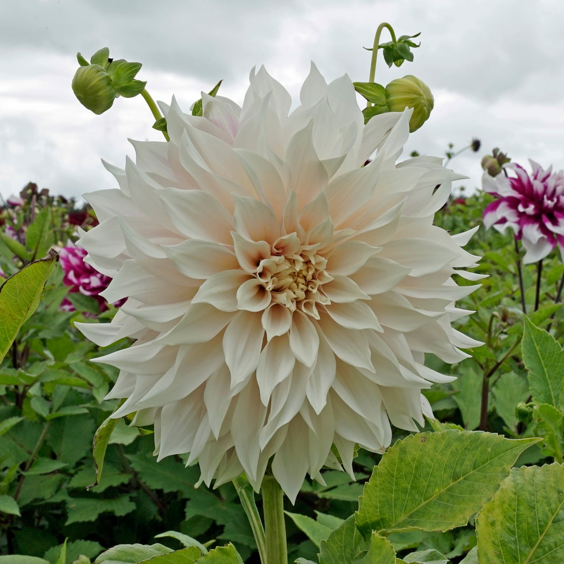Dahlia Café au Lait