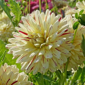 Dahlia Creme Silence