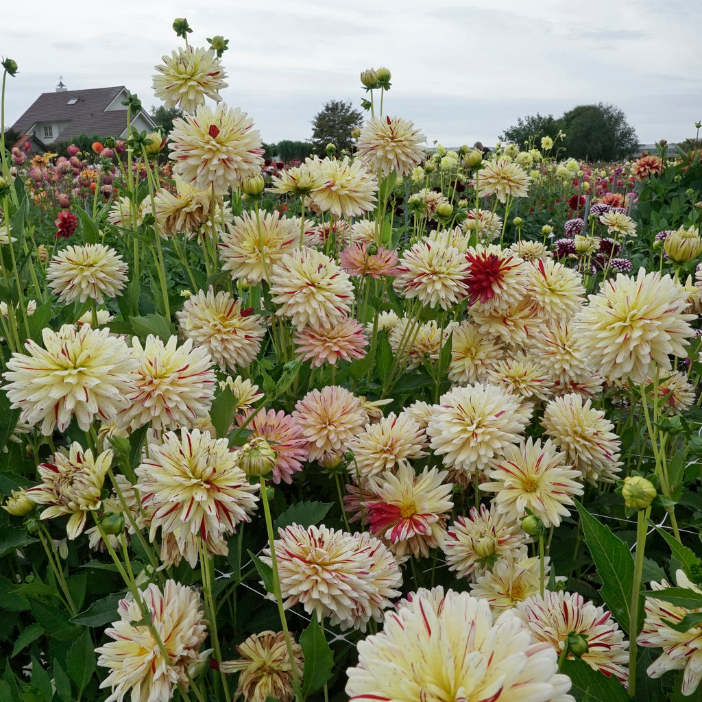 Dahlia Creme Silence