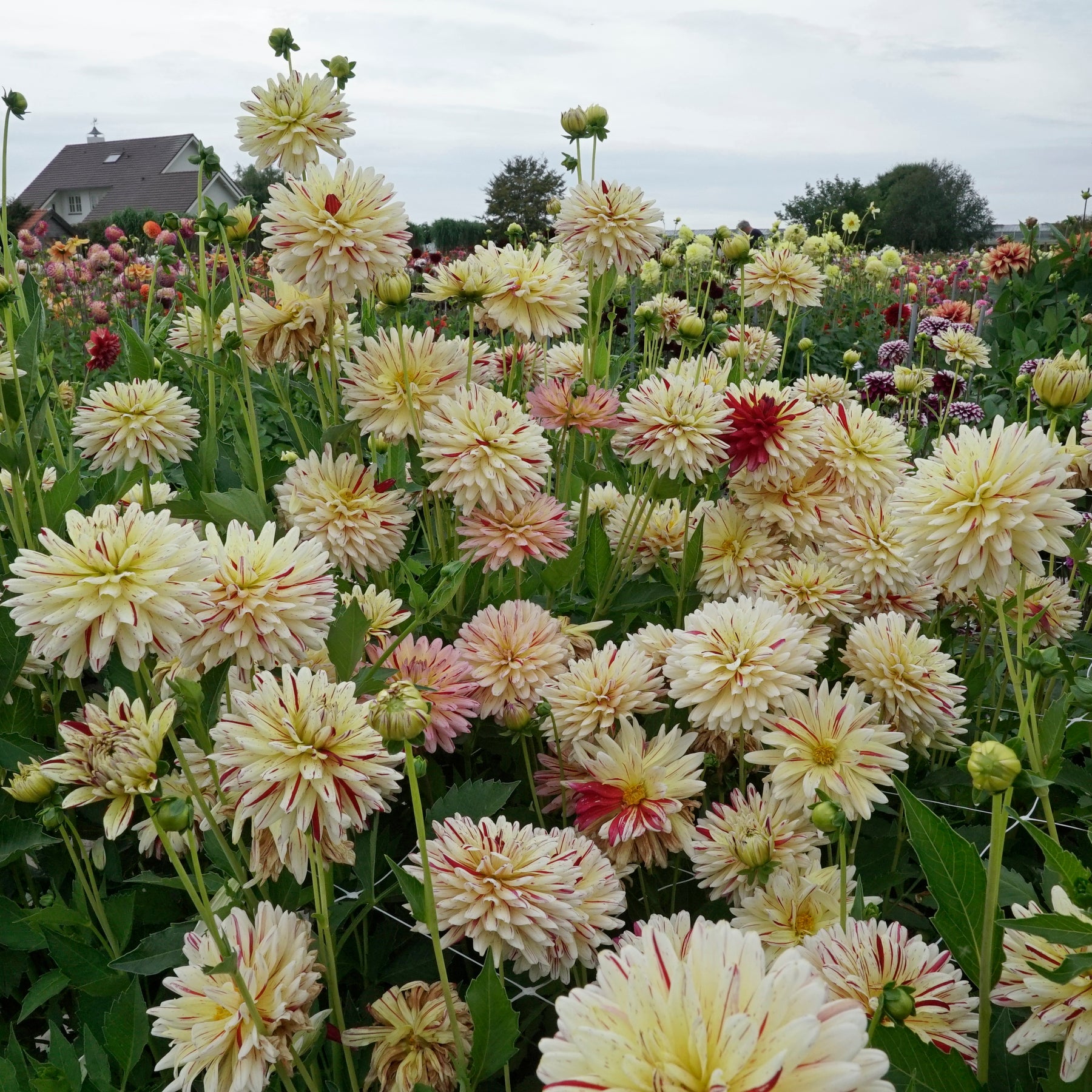 Dahlia Creme Silence