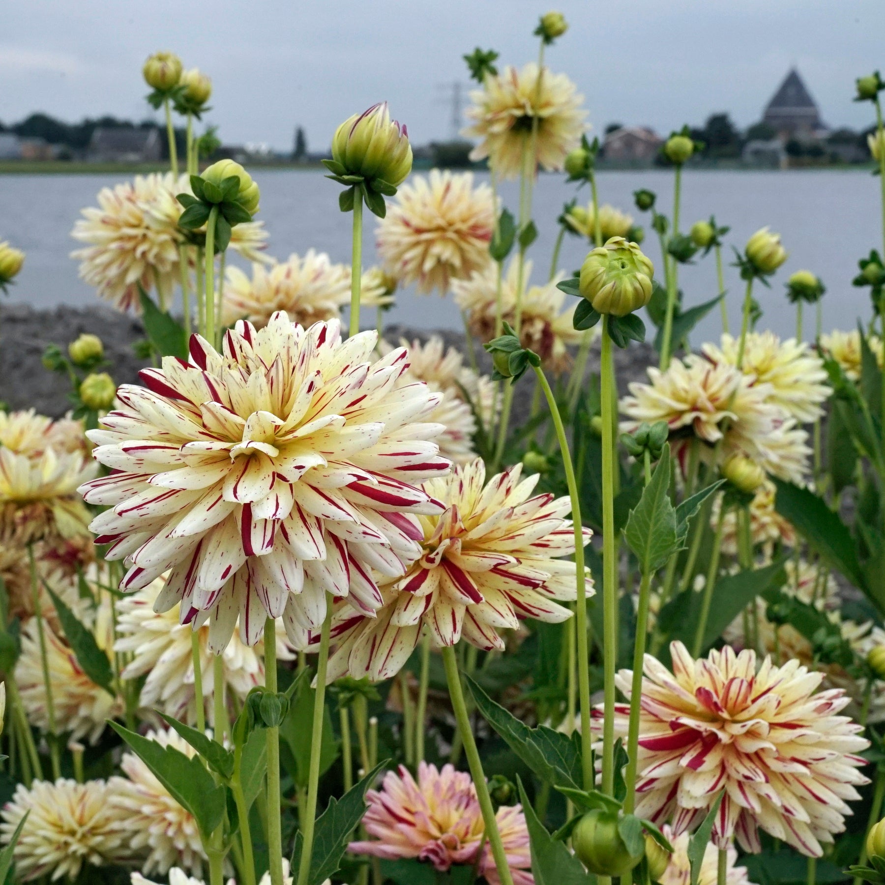 Dahlia Creme Silence