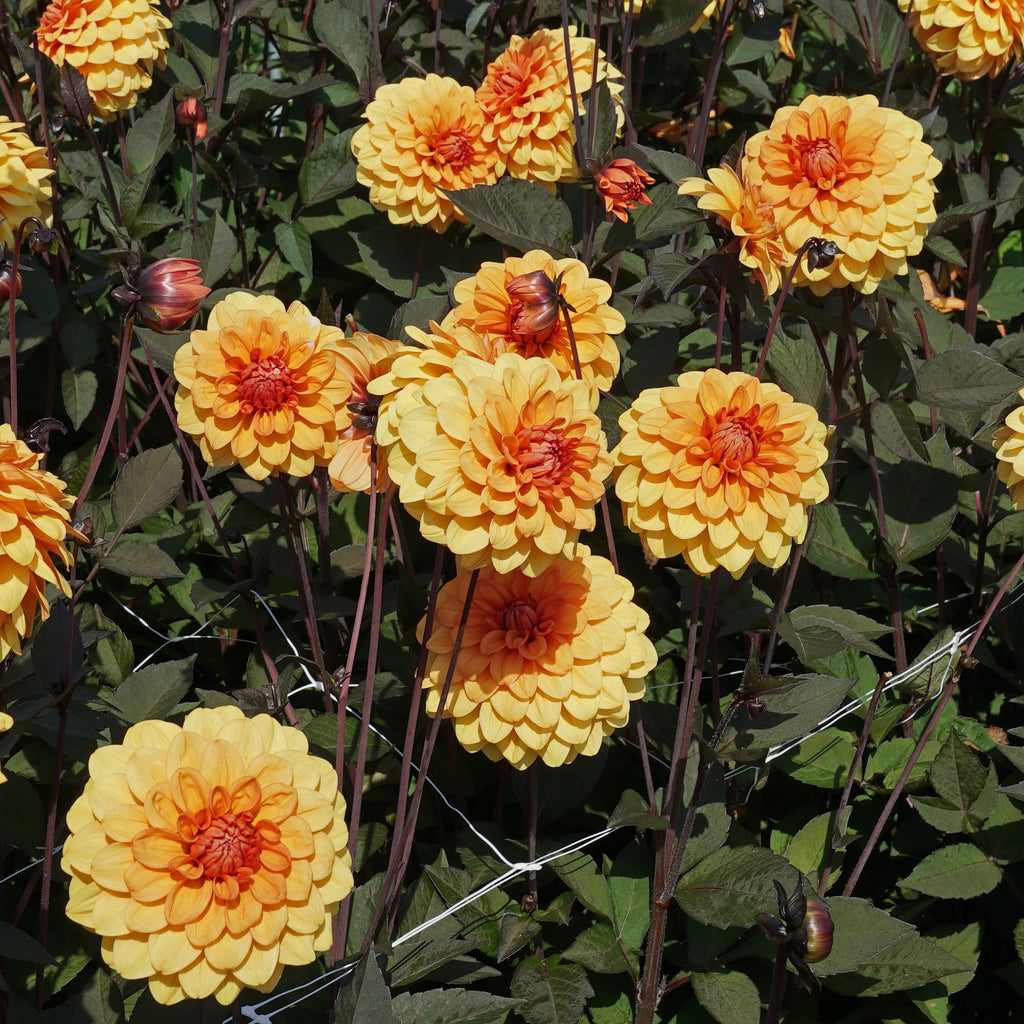 Dahlia David Howard