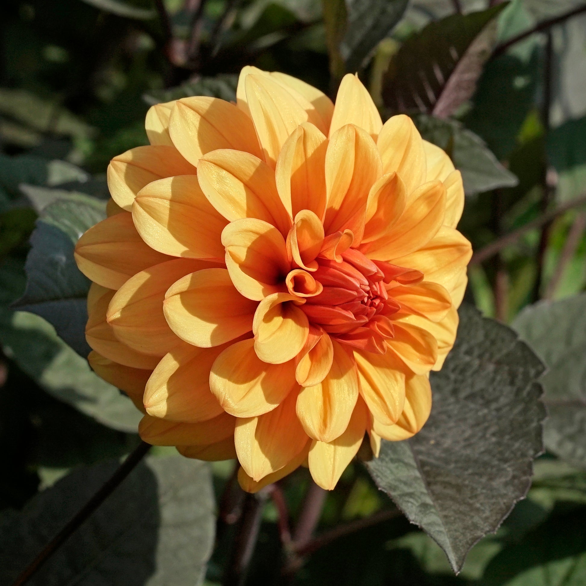 Dahlia David Howard