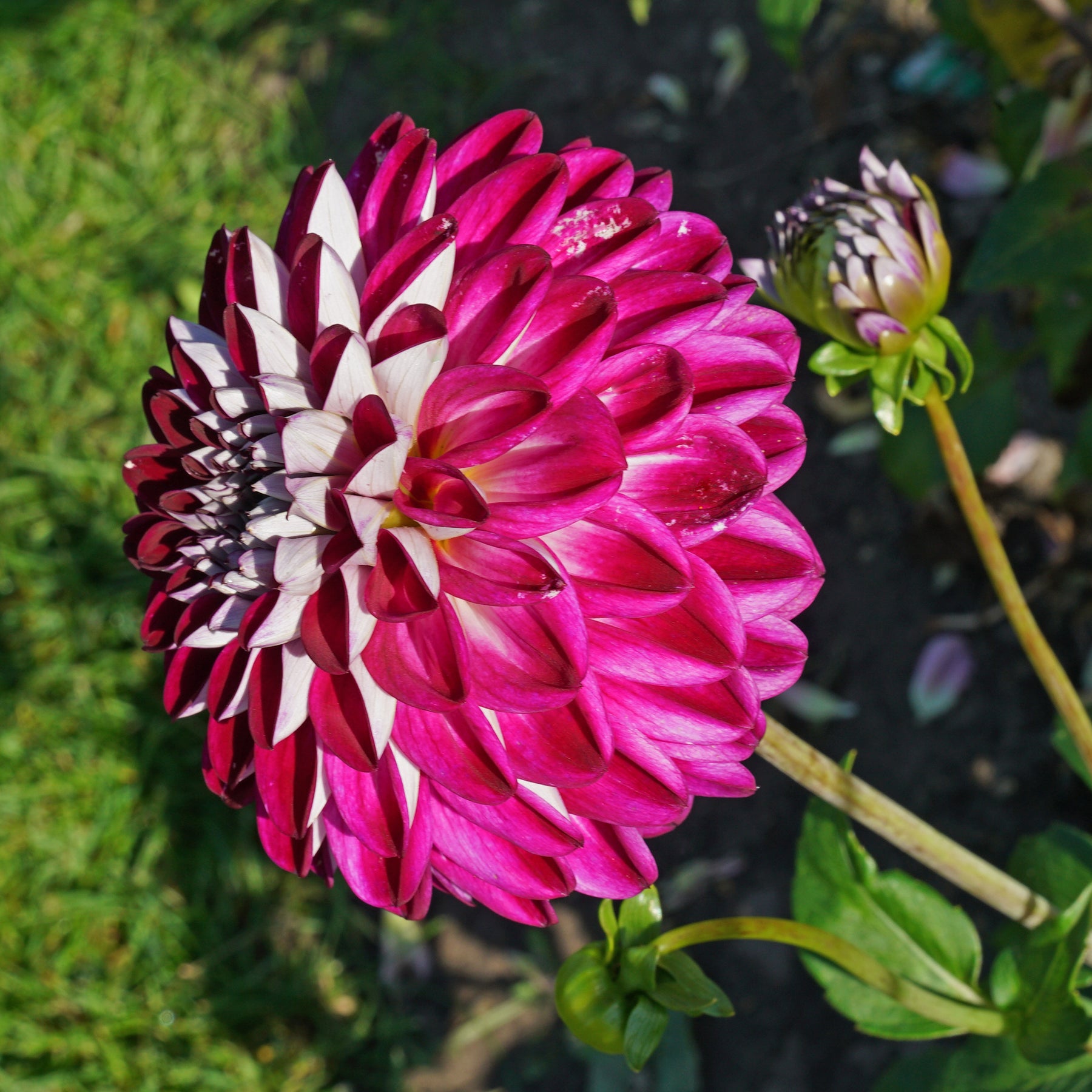Dahlia Embassy