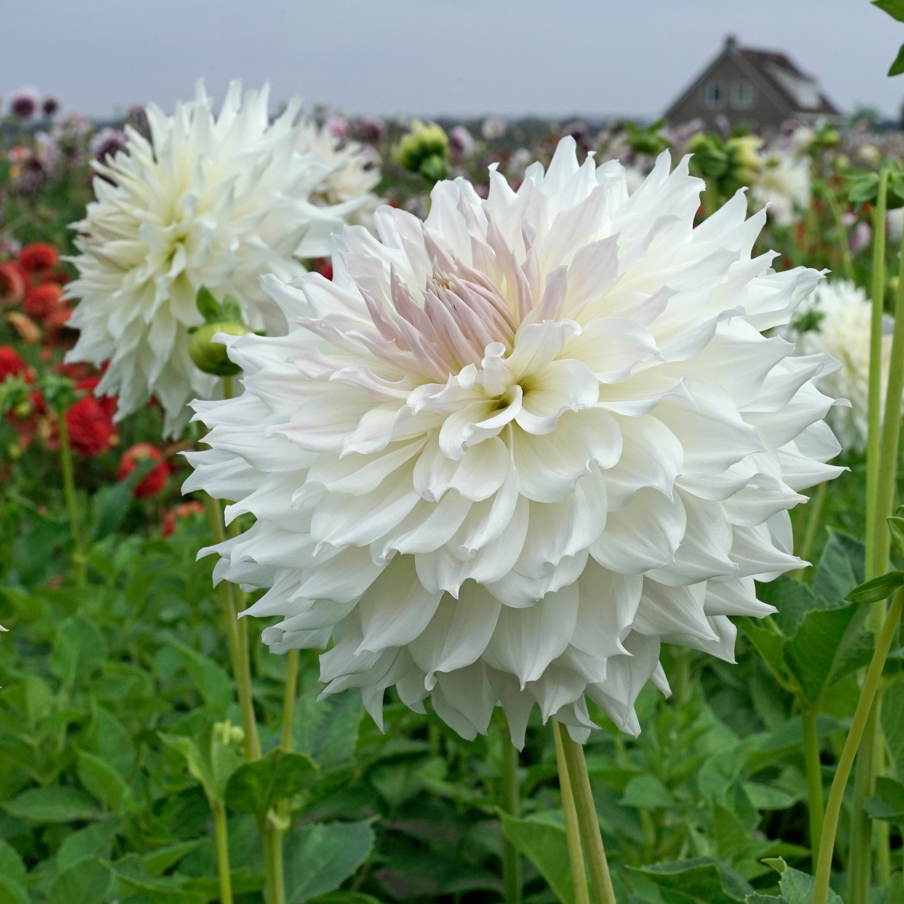 Dahlia Ka's Cloud