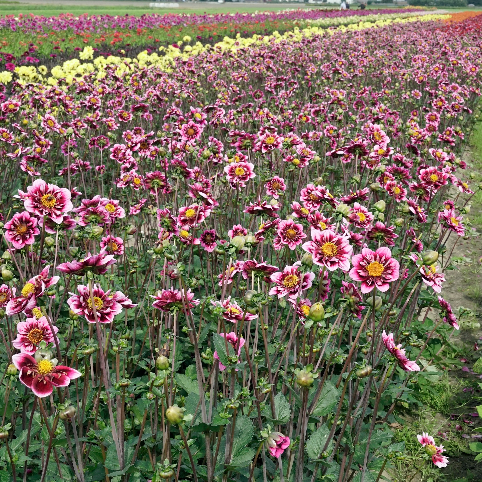 Dahlia Liquid Desire