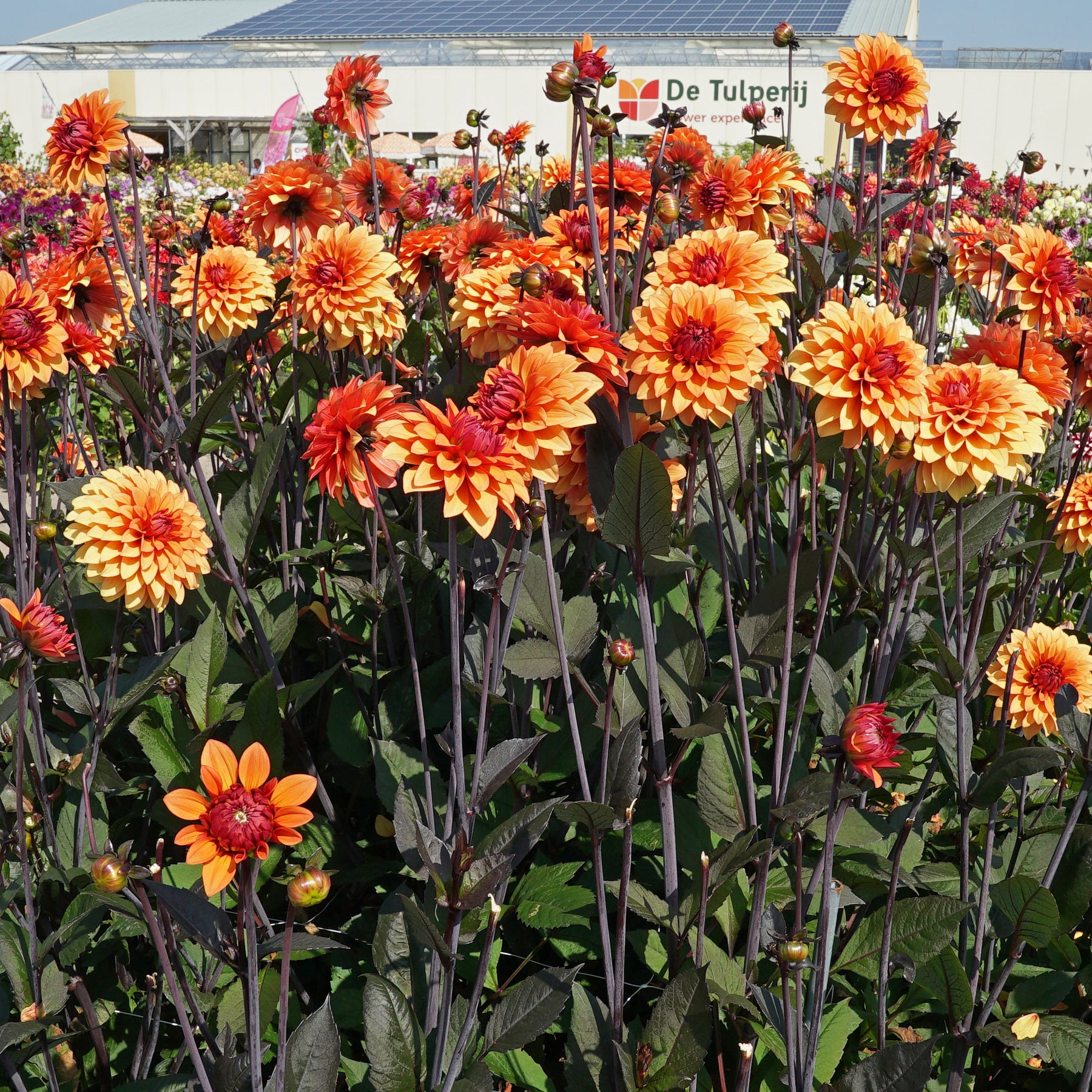 Dahlia Statue of Orange