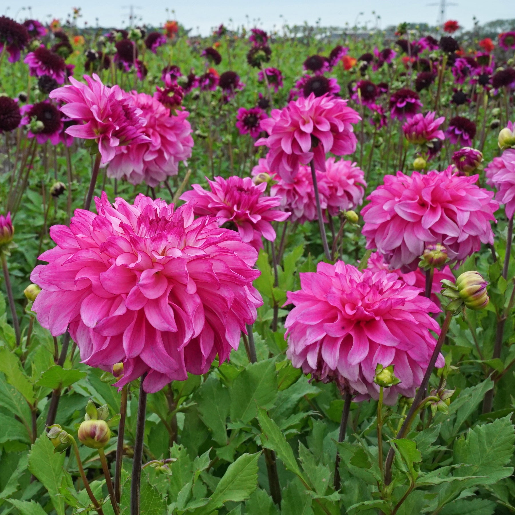 Dahlia Lizz Baaij