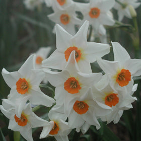 Early Splendour