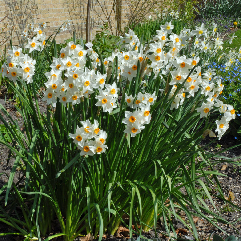 Early Splendour