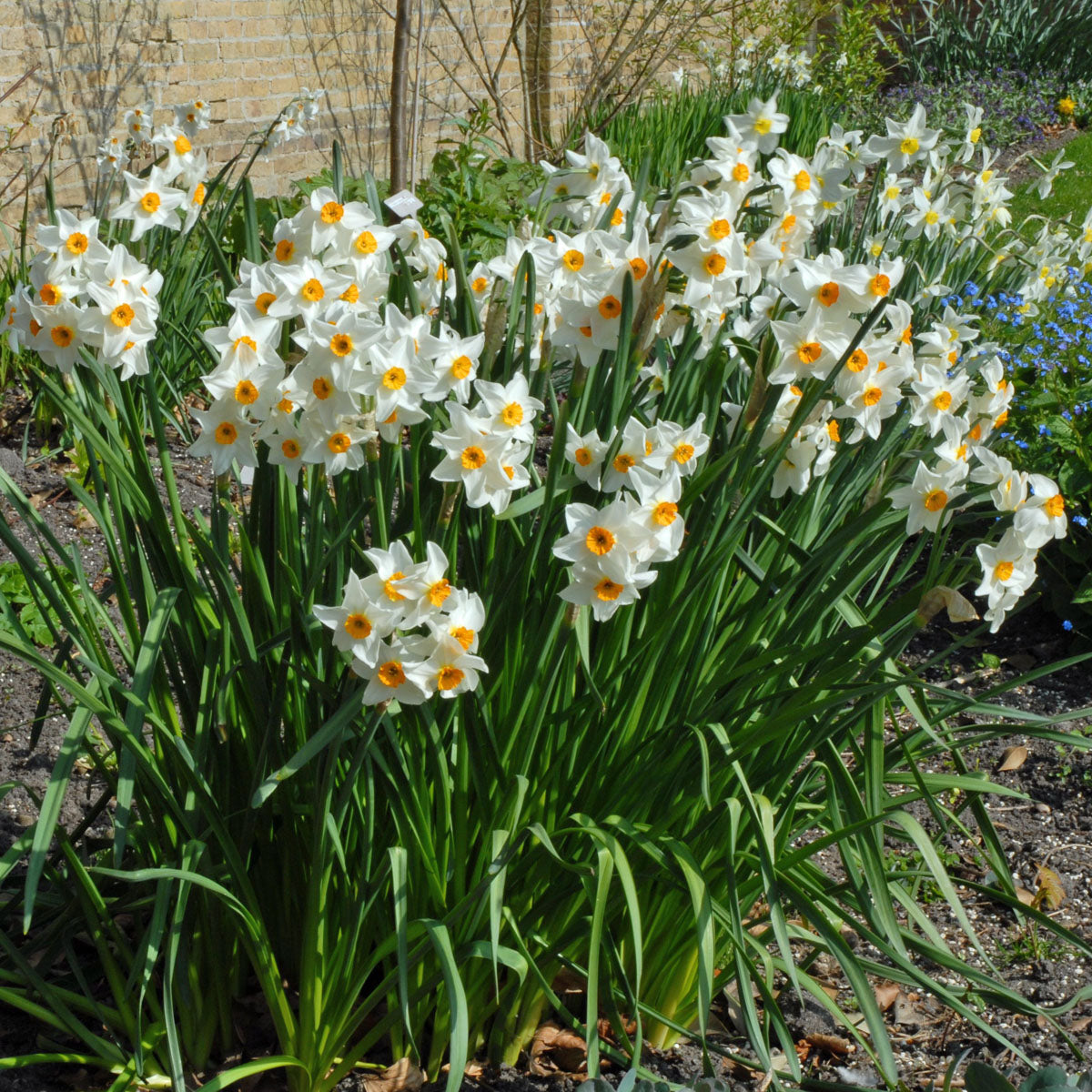 Early Splendour