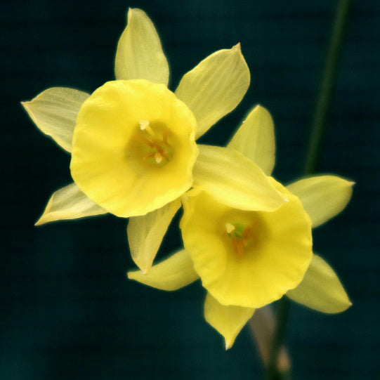 tuckeri