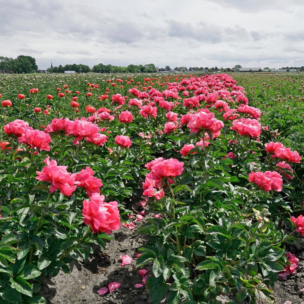 Peony Paula Fay