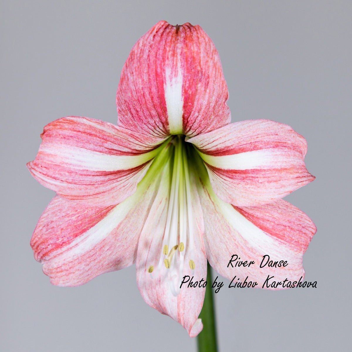 Amaryllis River Dance
