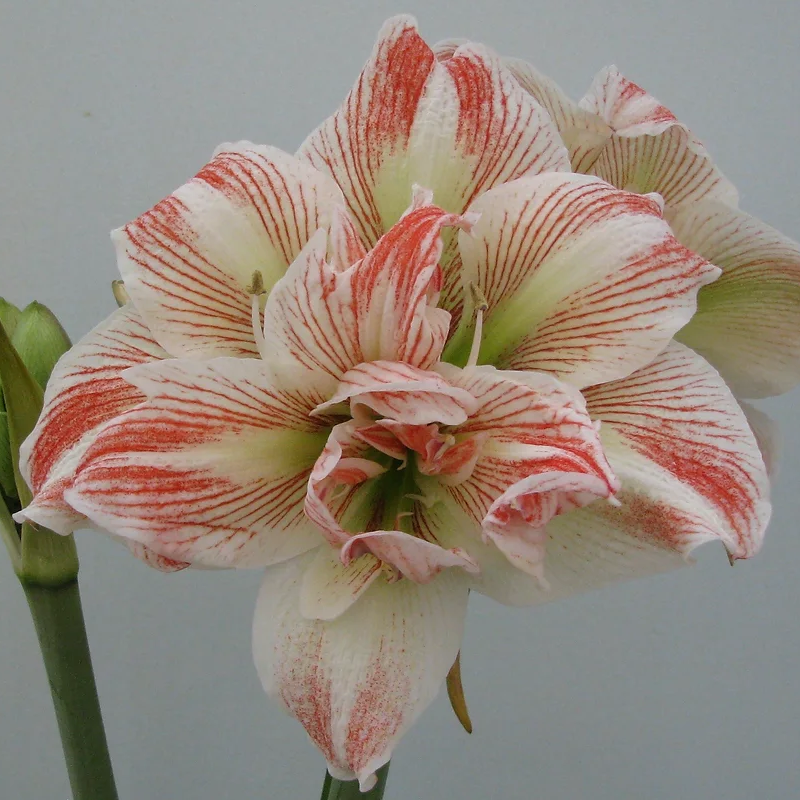 Amaryllis Striped Echo