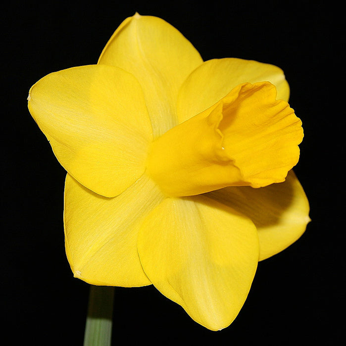 Temba