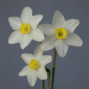 White Lady
