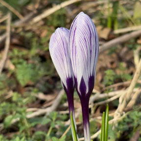 Crocus vernus Pickwick