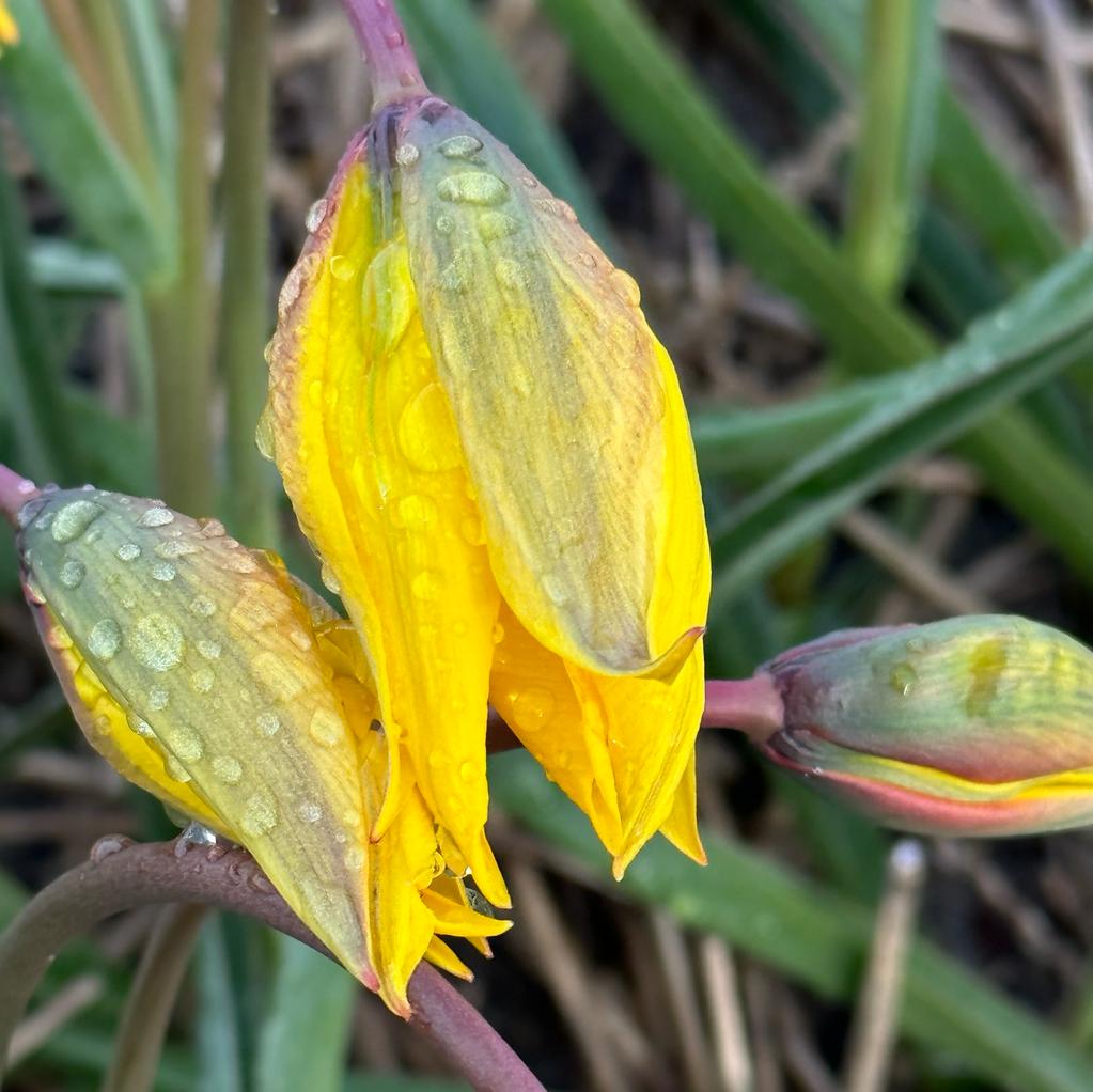 sylvestris