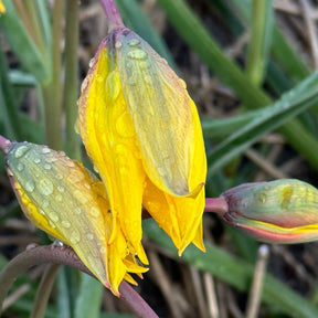 sylvestris