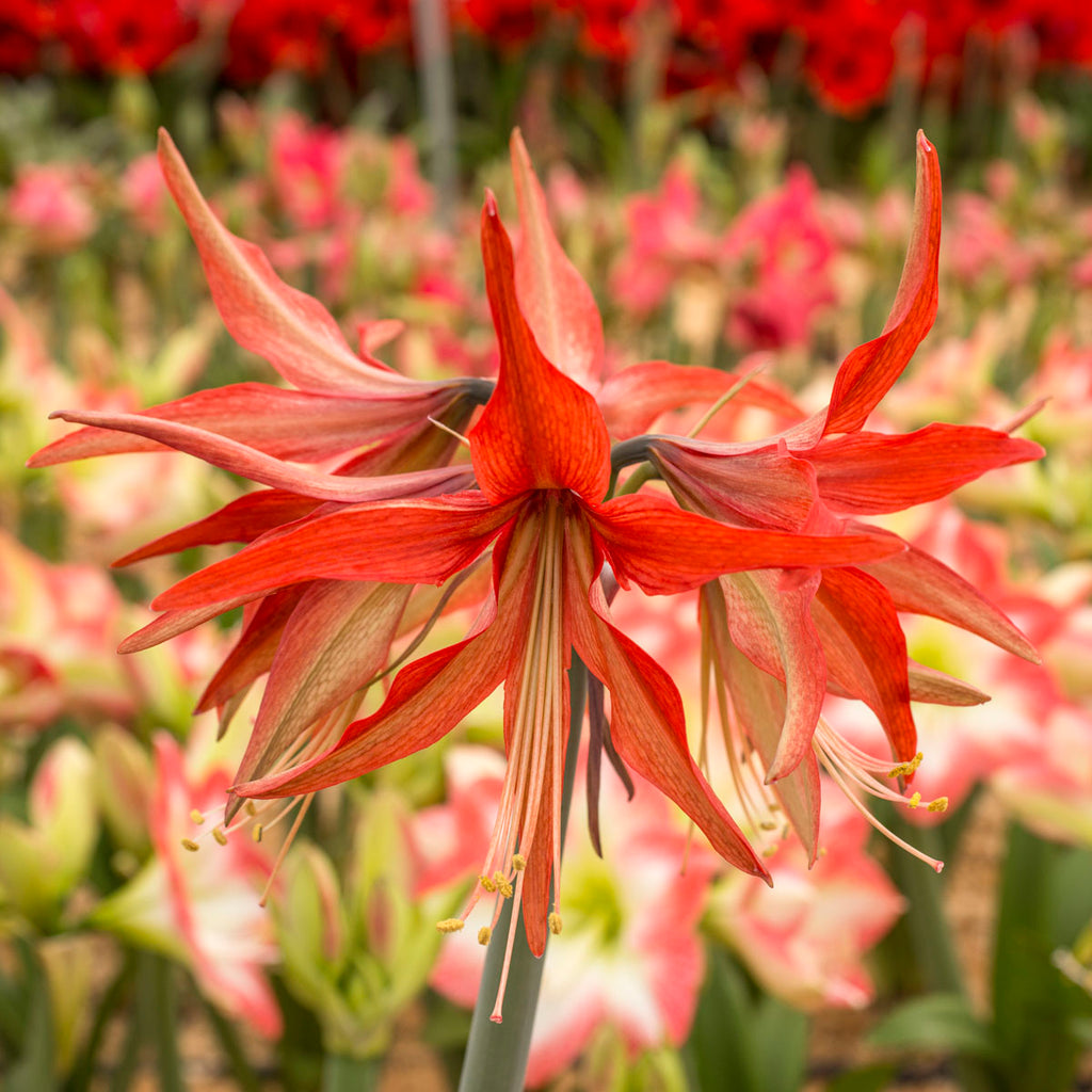 Amaryllis Sumatra