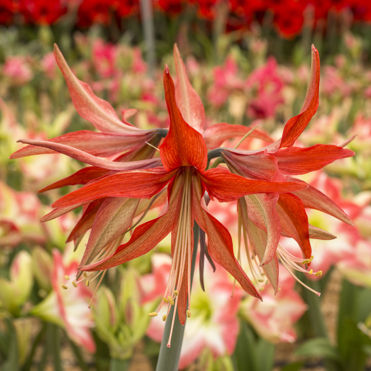 Amaryllis Sumatra