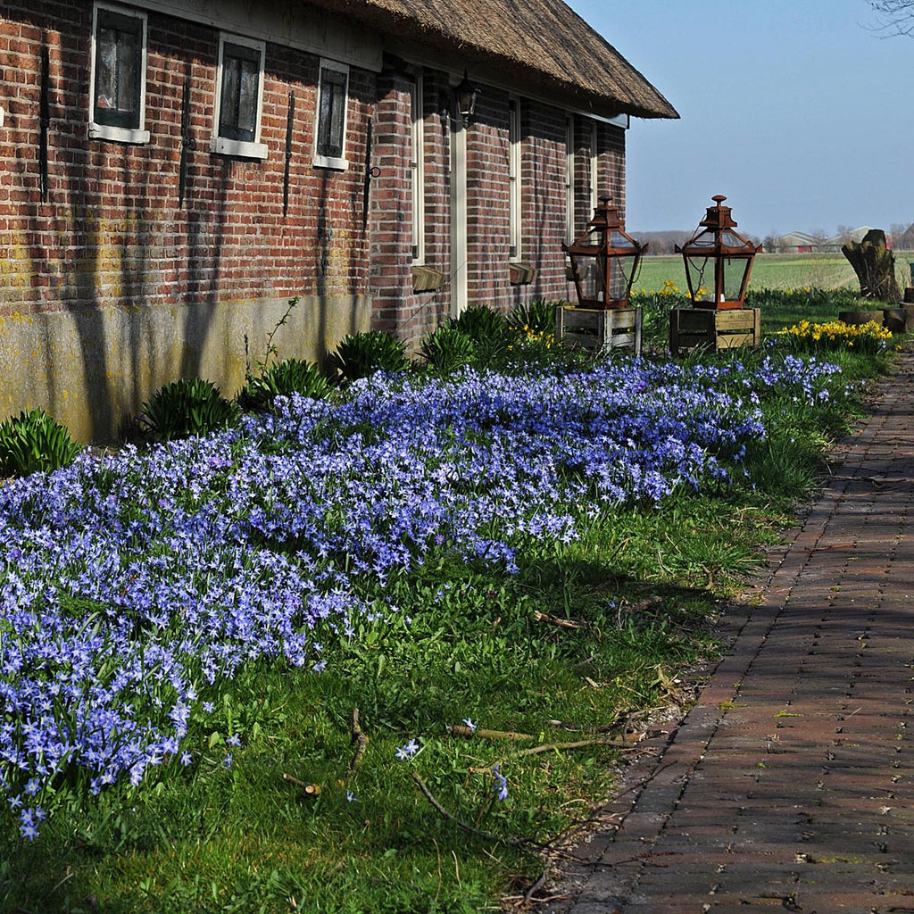 Chionodoxa forbesi (Glory of the Snow)