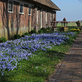 Chionodoxa forbesi (Glory of the Snow)