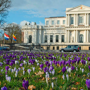 Hocus Crocus™