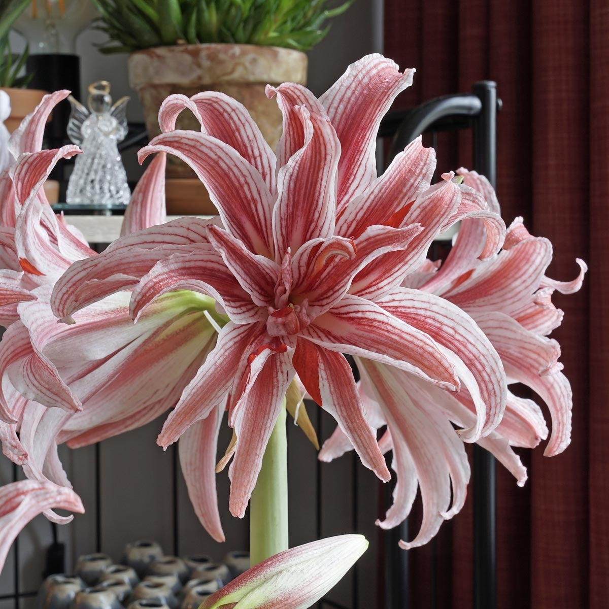 Amaryllis Doublet
