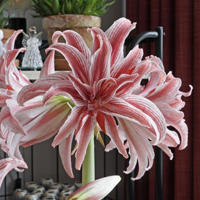 Amaryllis Doublet