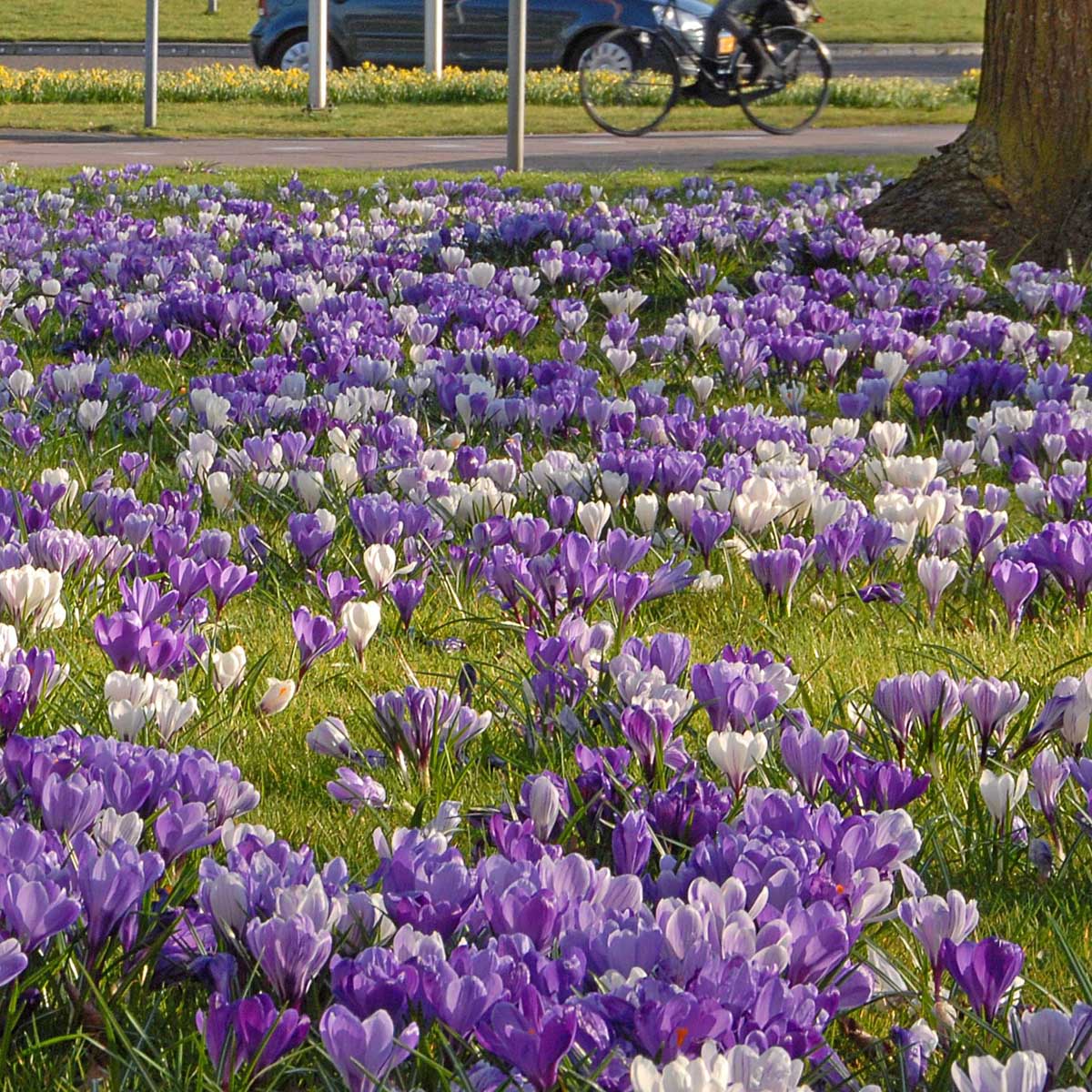 Hocus Crocus™