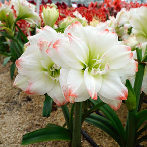 Amaryllis Candy Amadeus
