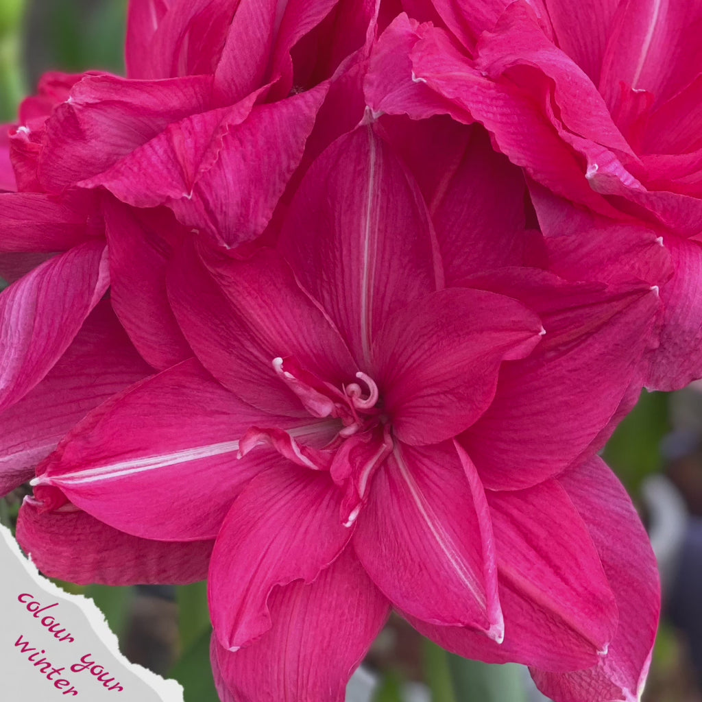 Amaryllis Candy Nymph