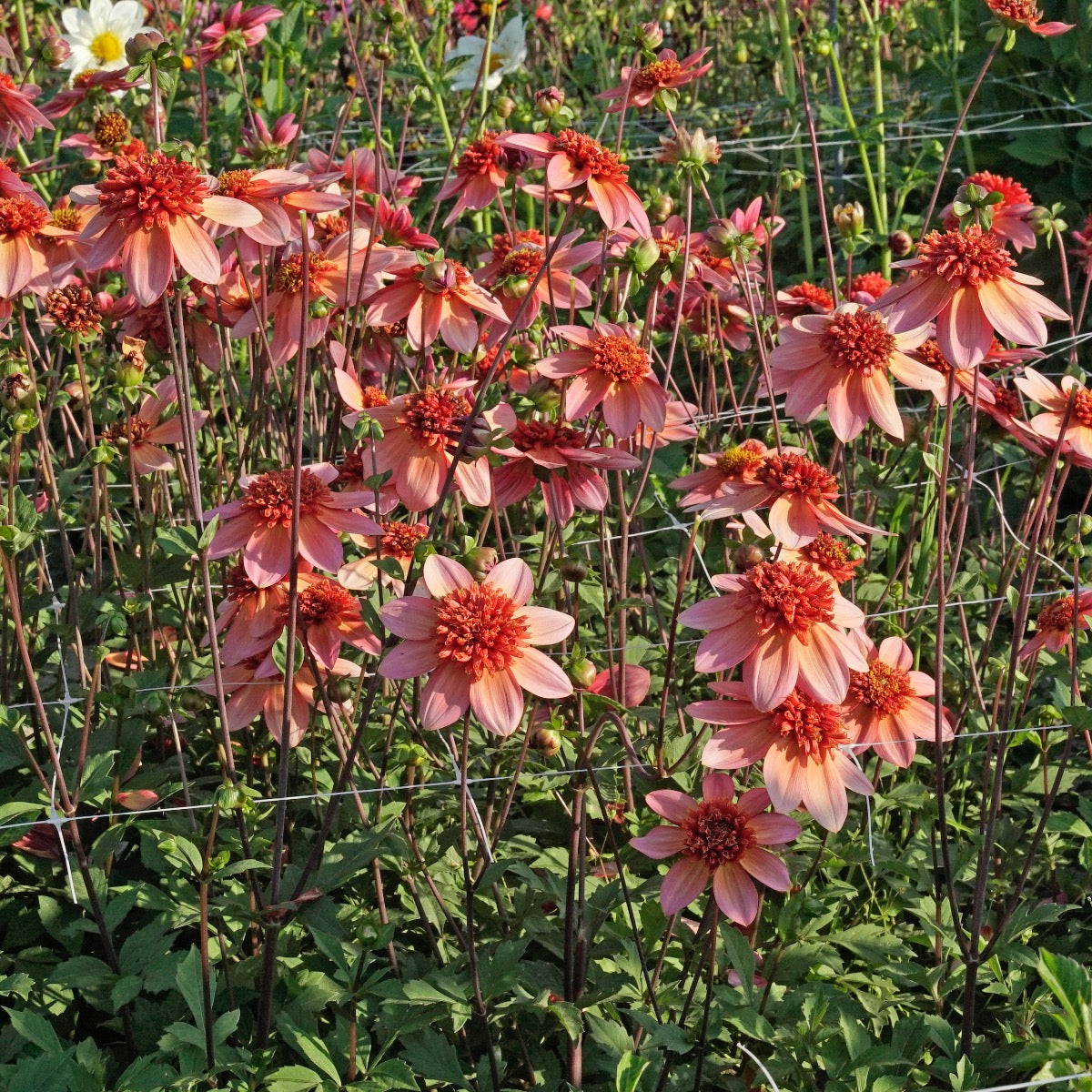 Dahlia Totally Tangerine