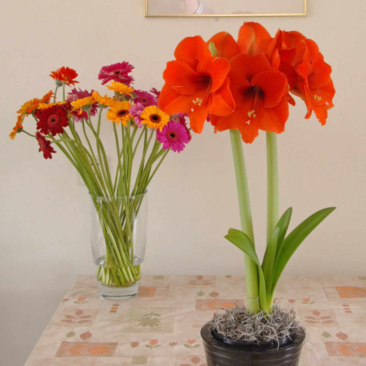Amaryllis Naranja