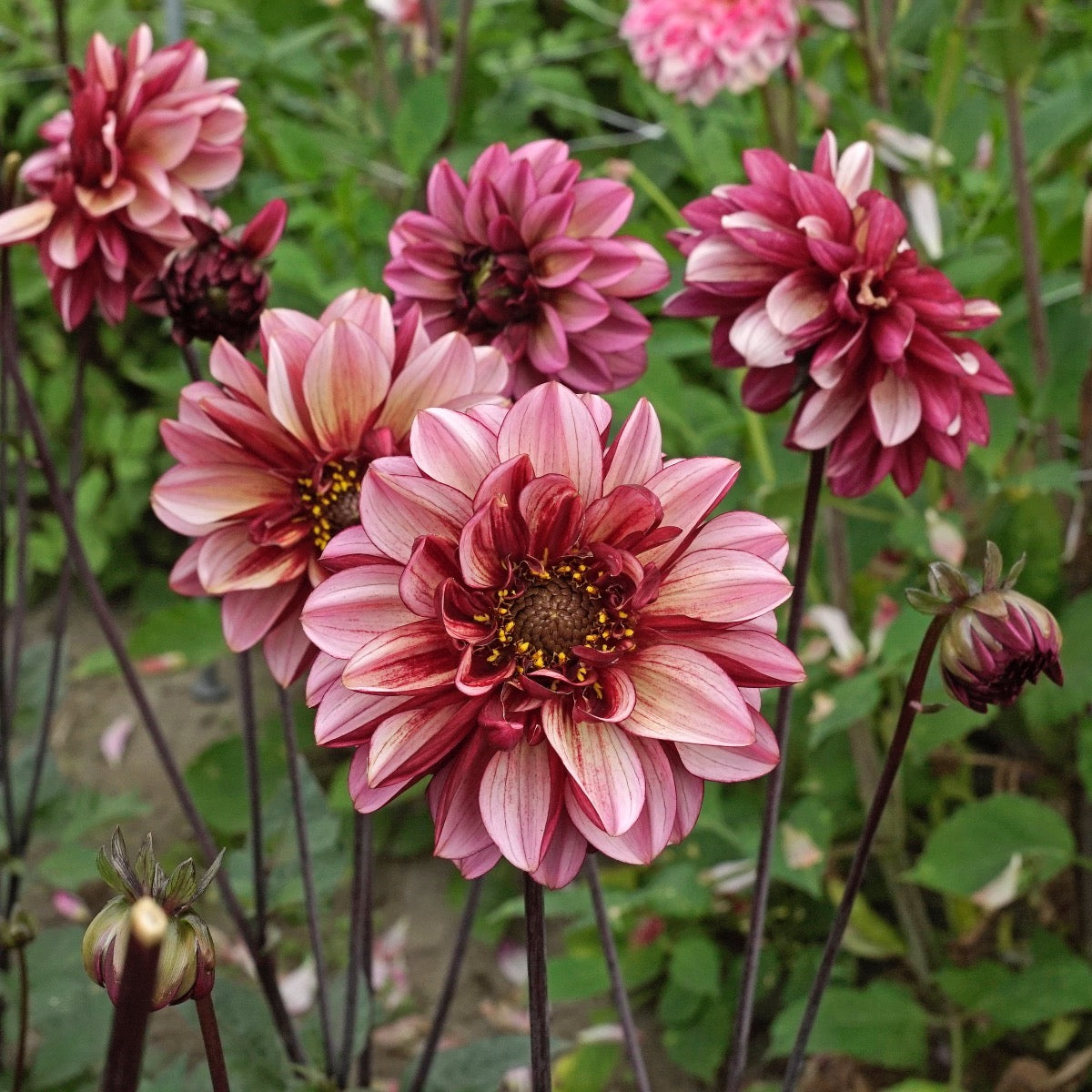 Dahlia Seniors Hope