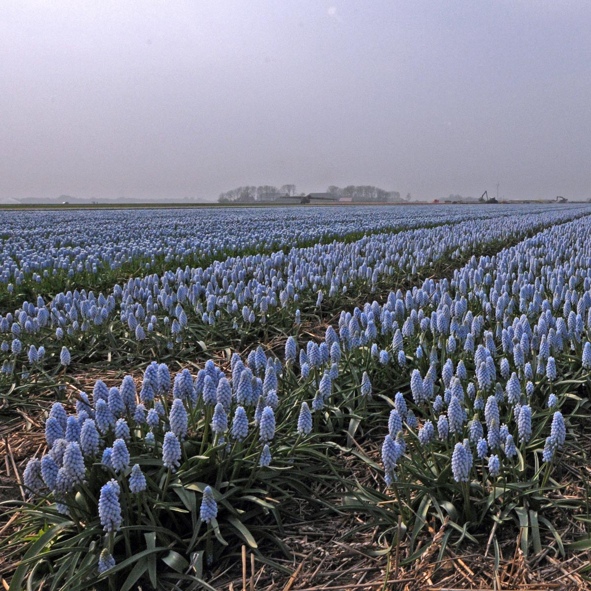 Muscari Baby's Breath