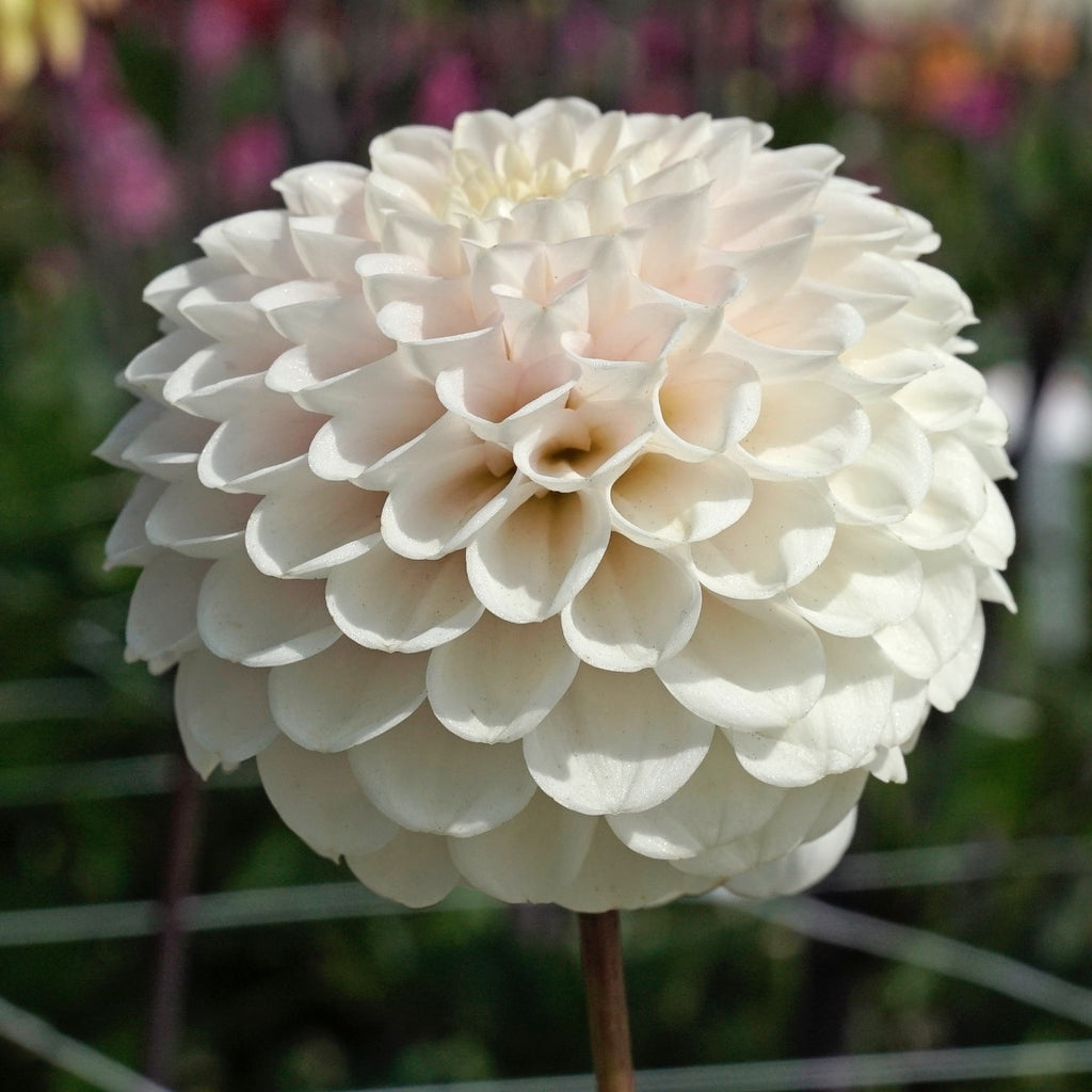 Dahlia Wizard Light