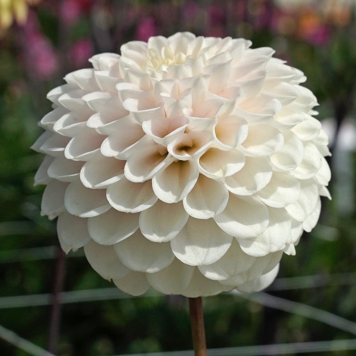 Dahlia Wizard Light
