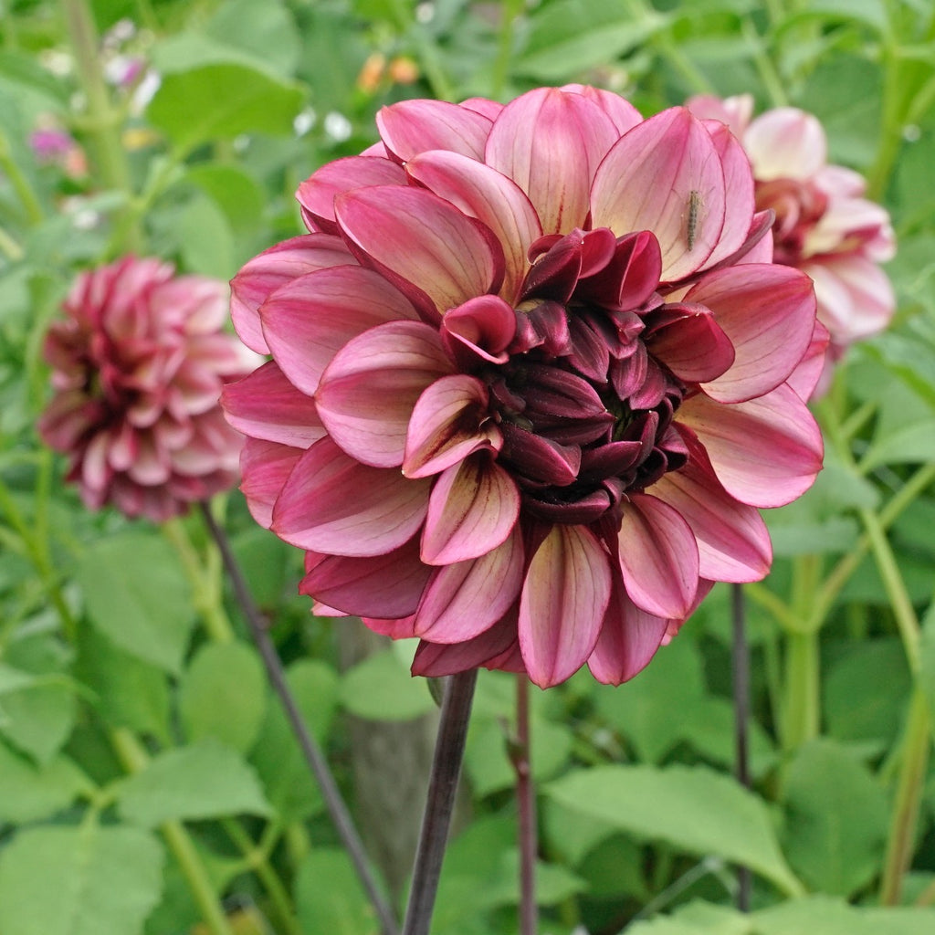 Dahlia Seniors Hope
